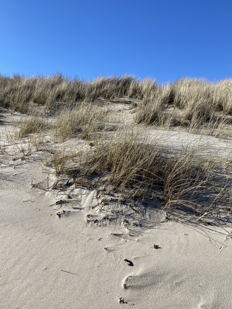 strand og marehalm